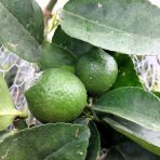 Limetka tahitská (Citrus latifolia) ´TAHITI´ – výška 120-130 cm, obvod kmeňa 4/6 cm, kont. C10L